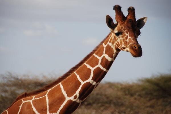 giraffe