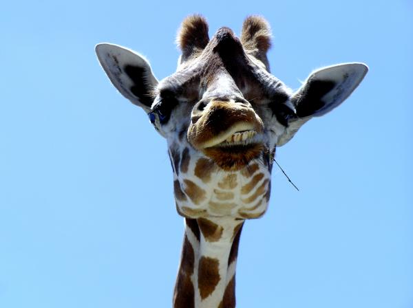 Giraffe Closeup