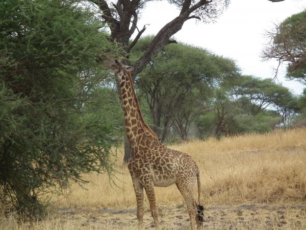 Giraffe Eating