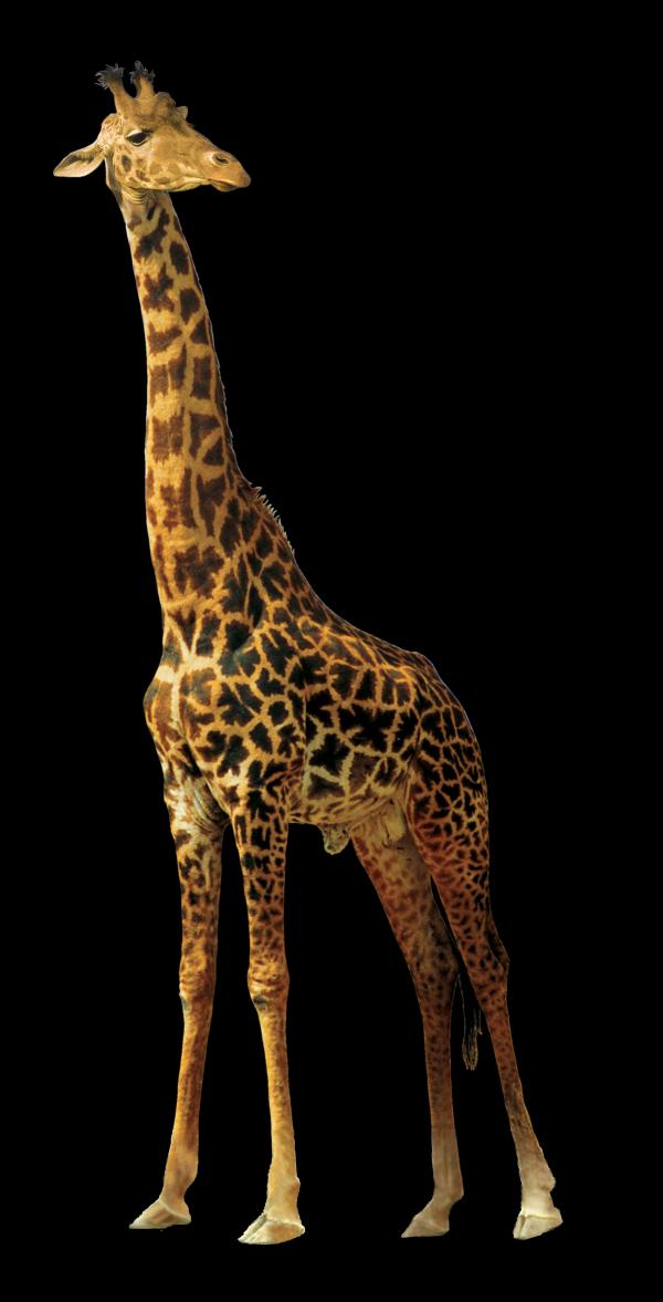 Giraffe in the Zoo