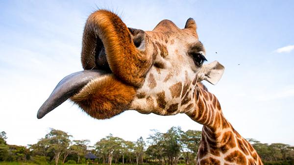 Giraffes