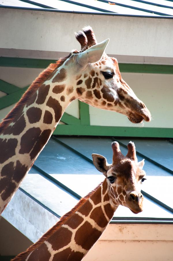 Giraffes in the zoo