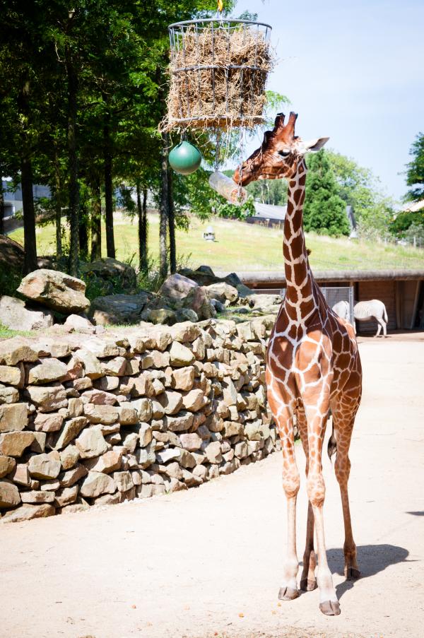 Giraffes in the zoo
