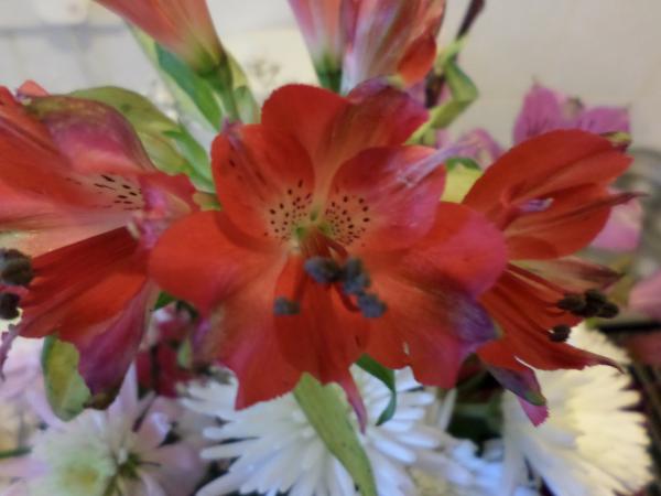 Gladioli