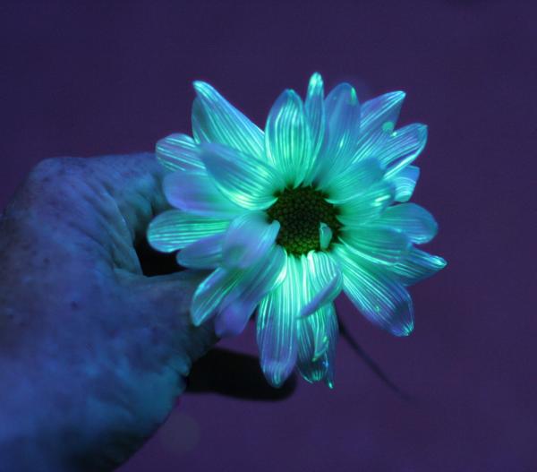 Glowing Flower