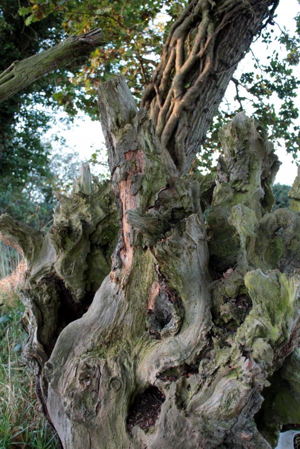 Gnarled Trees