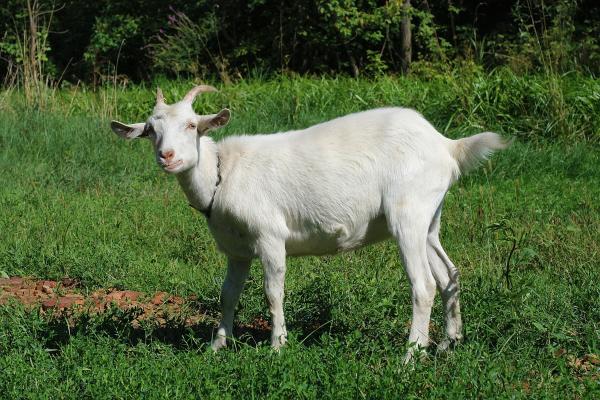 Goat