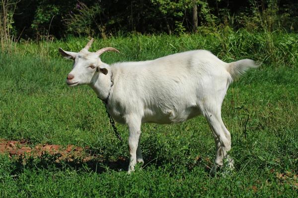 Goat
