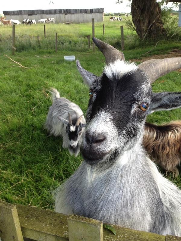 Goat