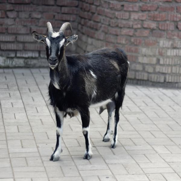 Goat