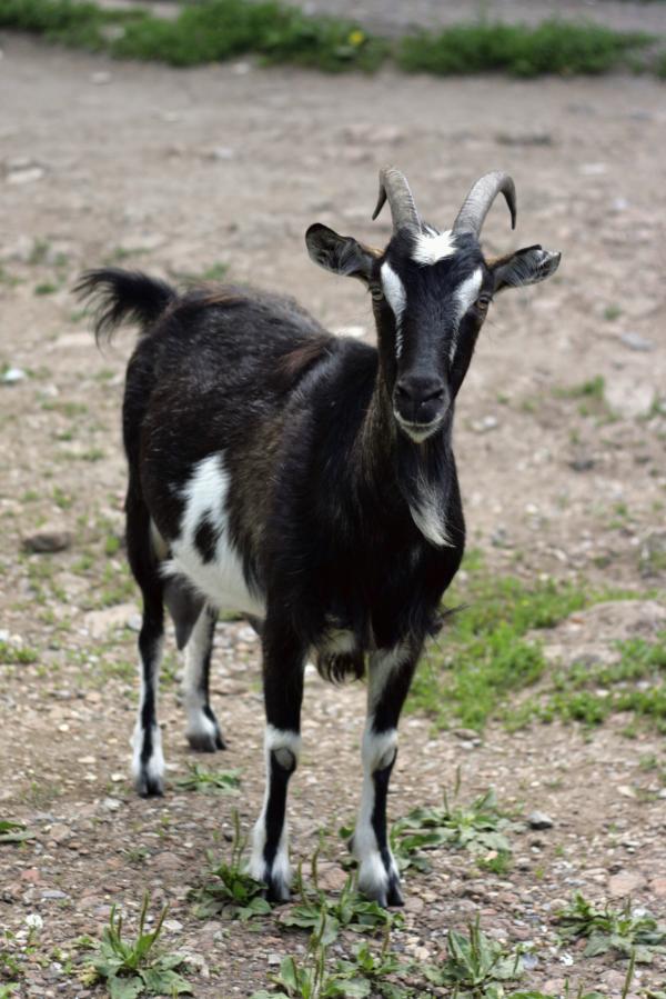goat