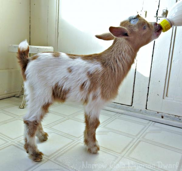 Goat goes home