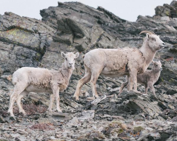 Goats