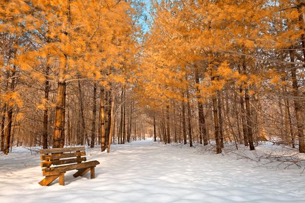 Gold Winter Pine Trail - HDR