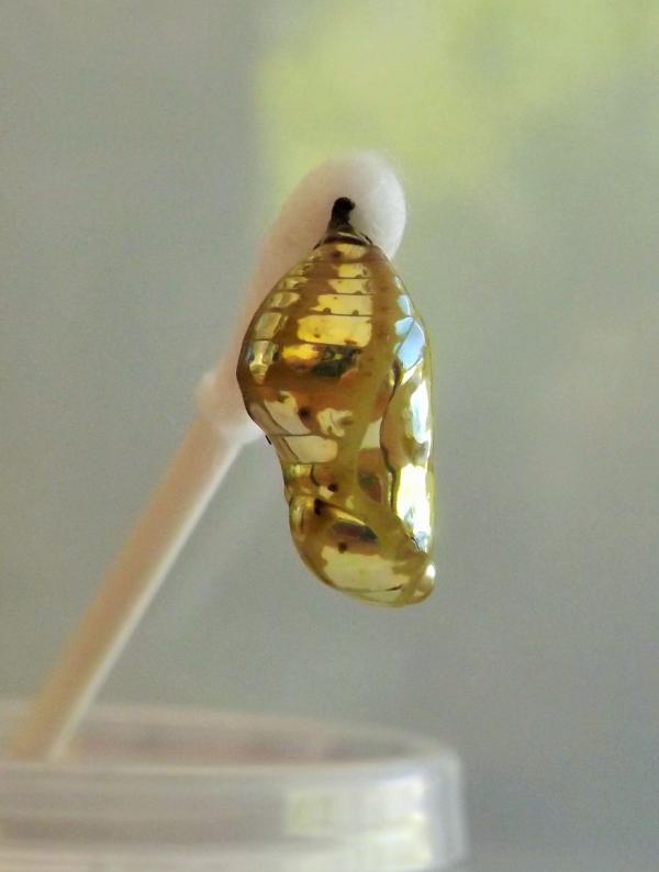 Golden caterpillar