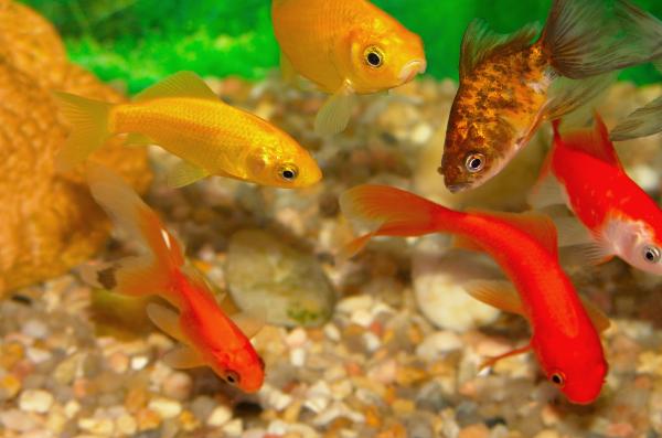 Golden fish