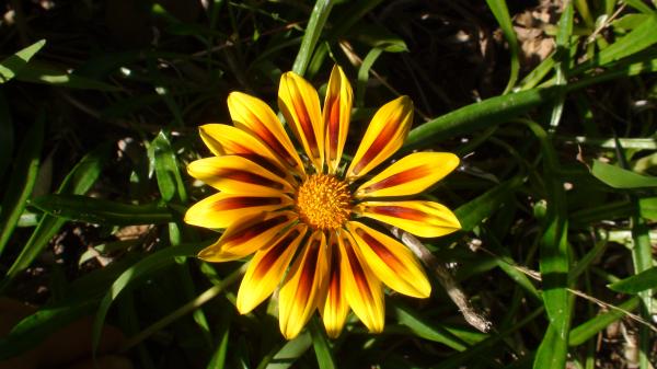Golden flower