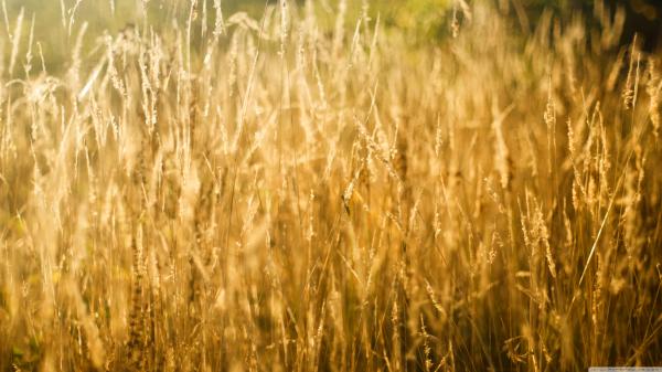 Golden Grass