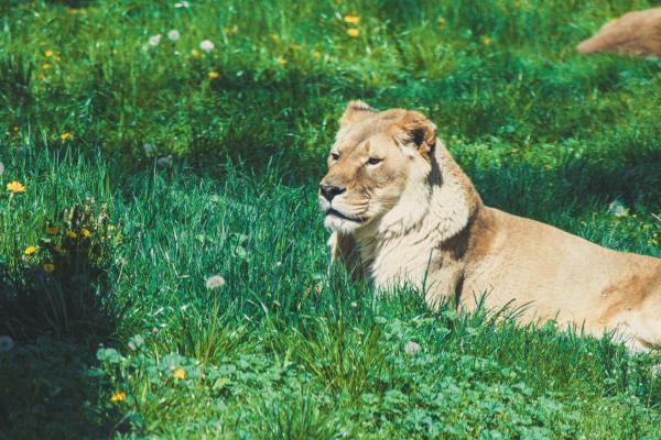 Golden lion lies in the soft grass