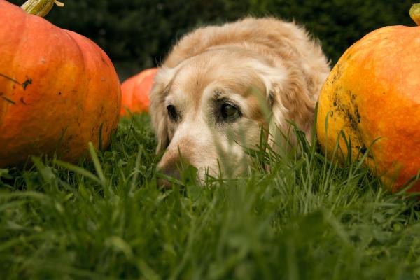 Golden Retriever sitting next to pumpkins