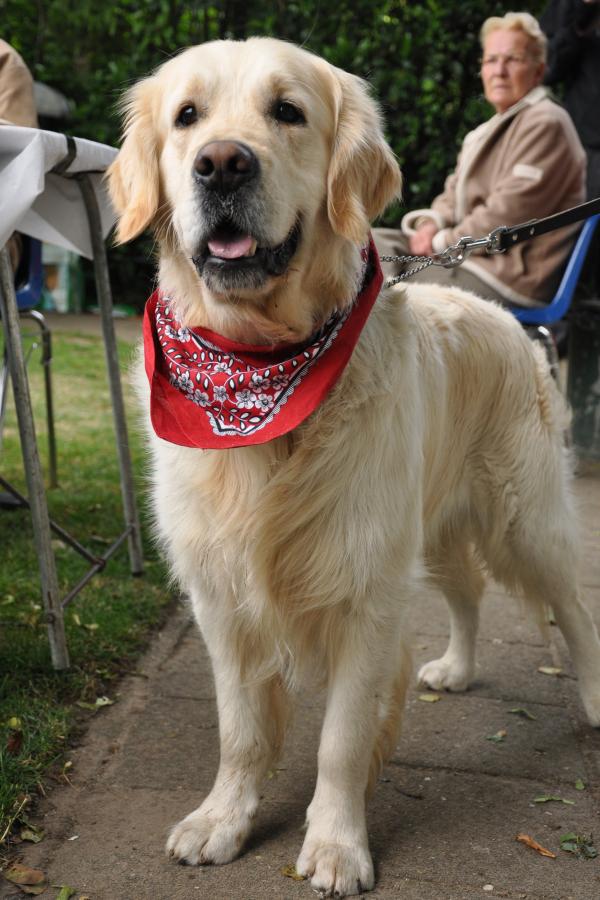 Golden retriever with woman