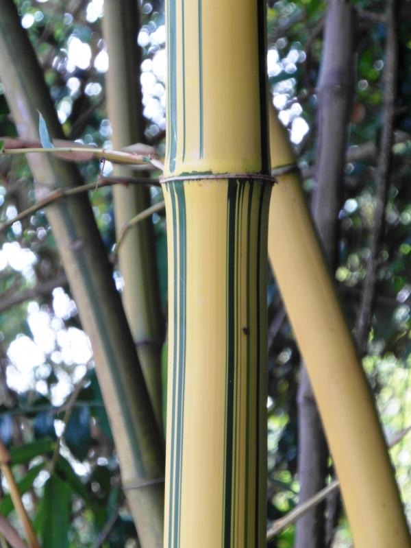 Golden Striped Bamboo Detail
