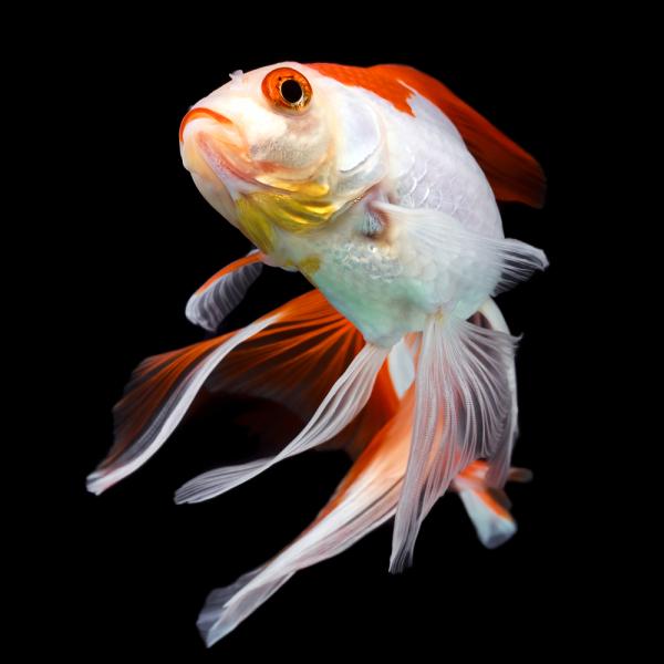 Goldfish  on Black