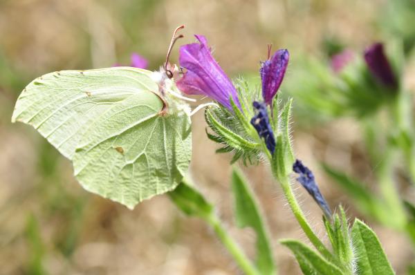 Gonepteryx Rhamni - Limonera