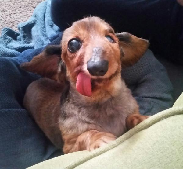 Good dog