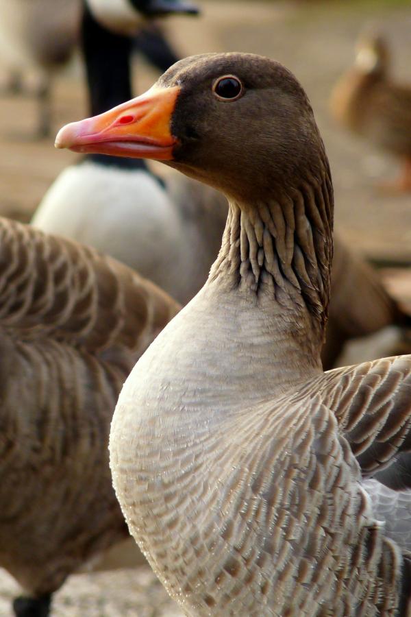 Goose