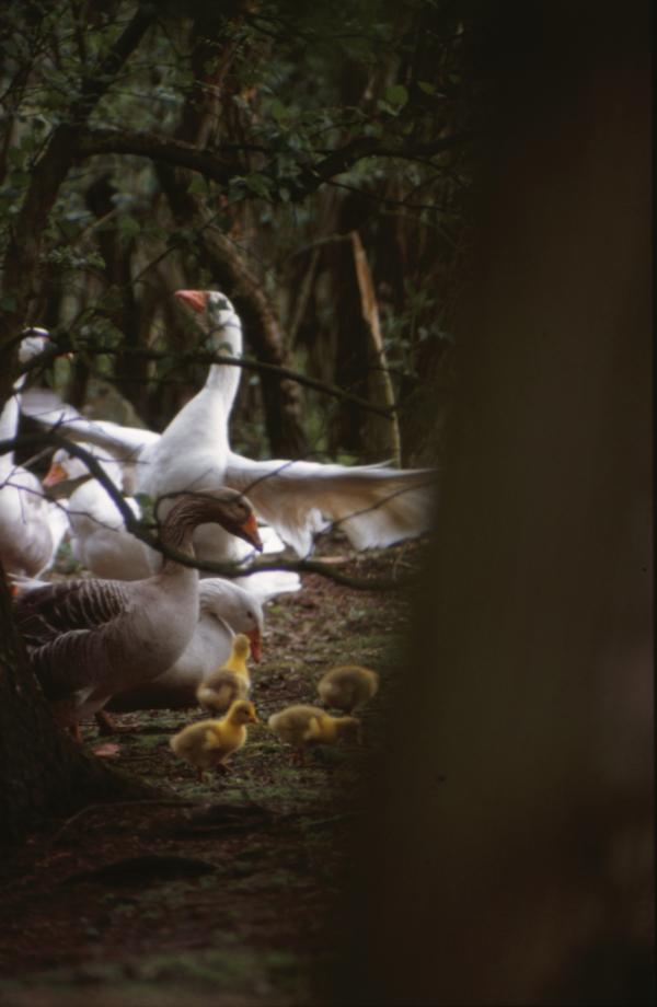 Goose