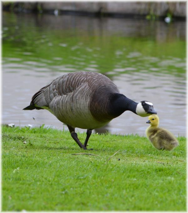 Goose