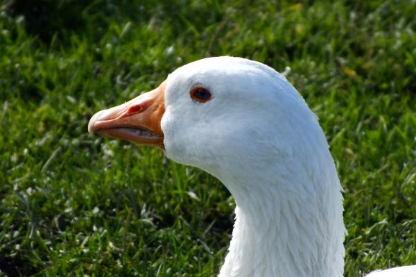 Goose