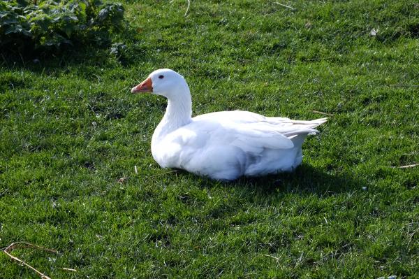 Goose