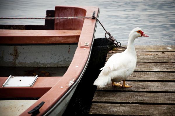 Goose
