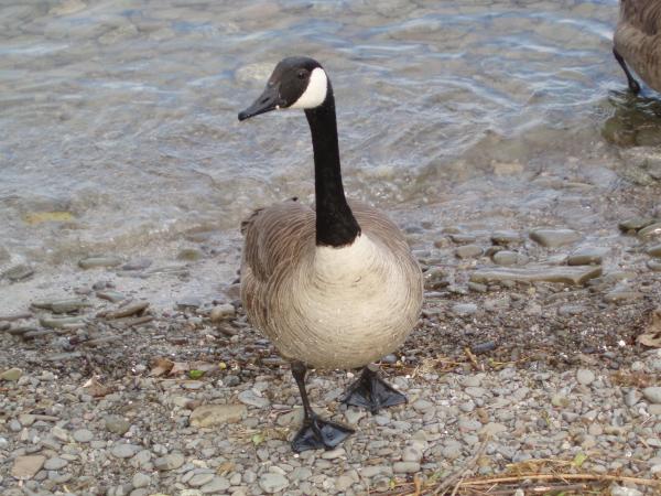 Goose on the Shore