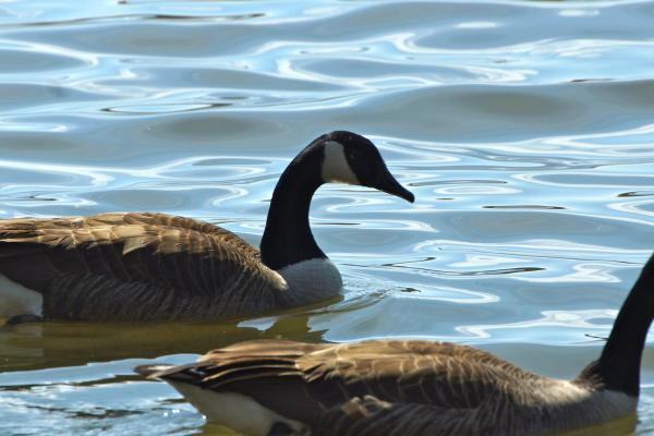 Goosey Goosey Gander