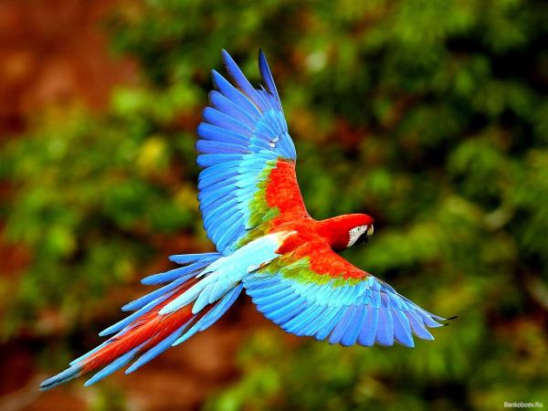 Gorgeous Bird Flying