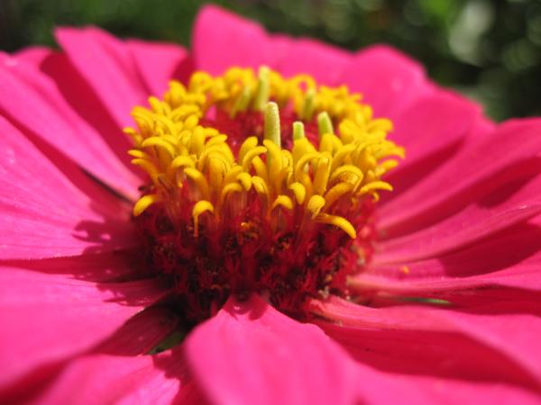 Gorgeous pink flower macro