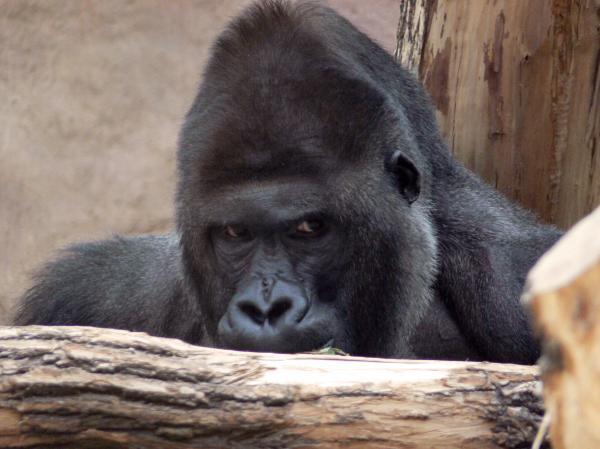 Gorilla