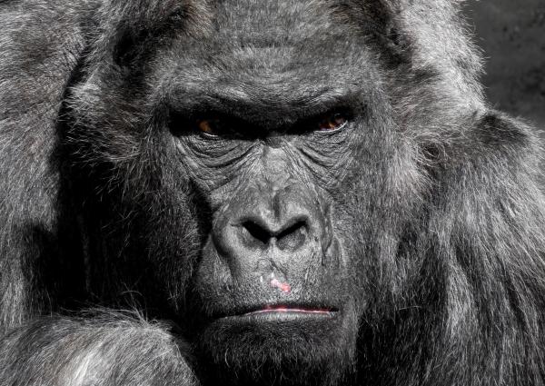 Gorilla Animal