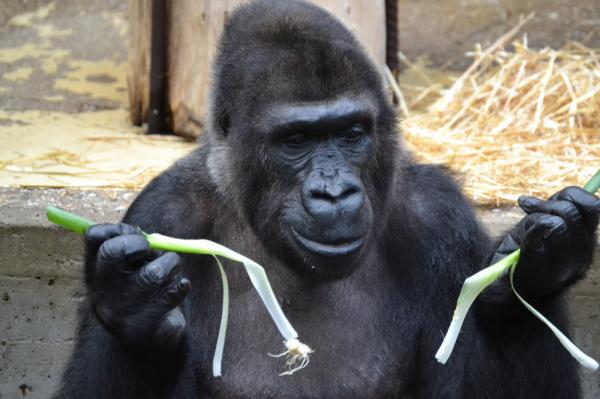 Gorilla in the Zoo