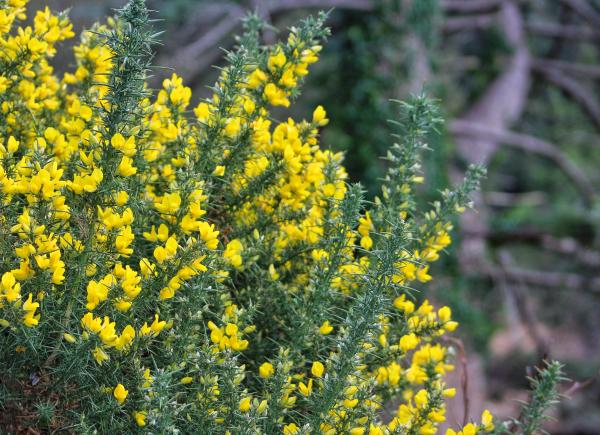 Gorse of course