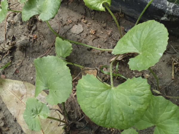 Gotu Kola - Herbal Plant