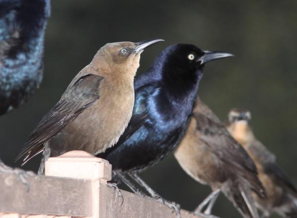 GRACKLE, GREAT-TAILED (12-12-10) patagonia lake, scc, az -03