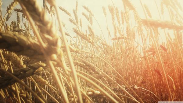 Grain field