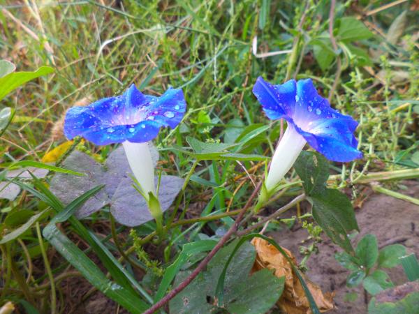 Gramophone flower