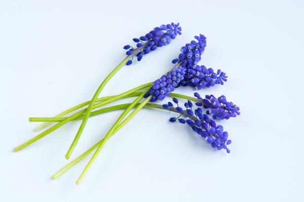 Grape Hyacinth