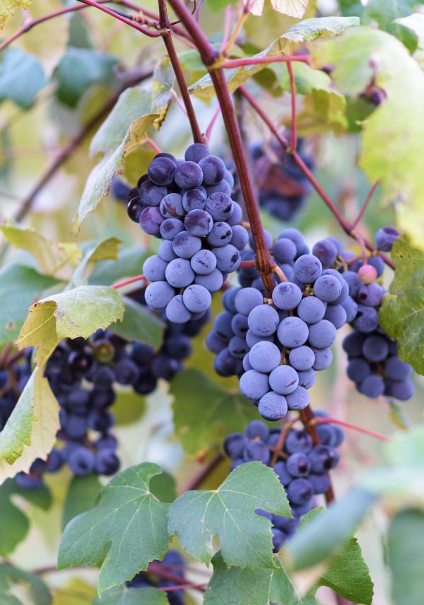 Grape vines at harvest time