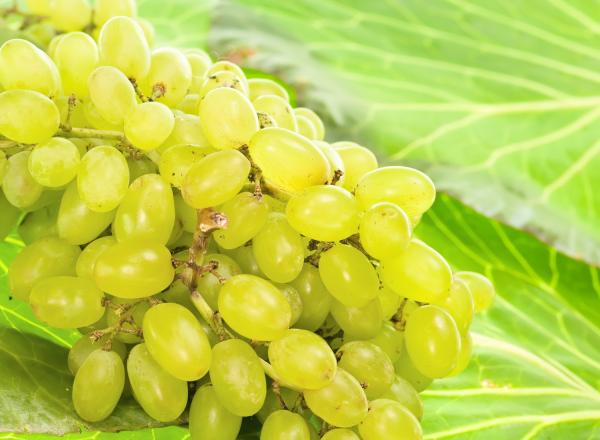 grape